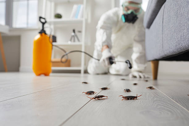 Post-Treatment Bed Bug Interceptor Monitoring in Martins Ferry